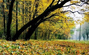 白羊座的睡眠習慣：性別差異與星座特質(zhì)