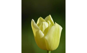 雙魚座女人撩人嗎會回頭嗎