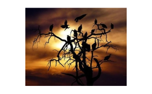 水瓶座救贖是雙魚嗎