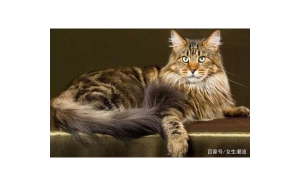 獅子座會寵物貓嗎女生性格