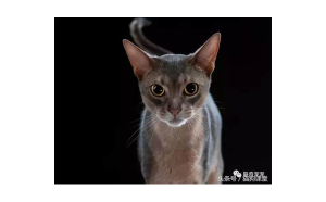 摩羯座適合養(yǎng)貓貓嗎女生