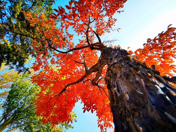 雙子座女生很喜歡交朋友嗎 