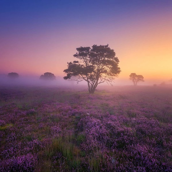 金牛座的疲憊：星座性格與真實(shí)感受的交織